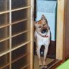 『いぬのきもち』の【特典と付録】愛犬の写真でオリジナル手帳がもらえます。2月28日まです。