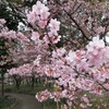 一宮市の萬葉公園（戸苅河津桜園？）にカワヅサクラを見に行った