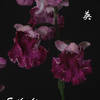 今日の花（2010.12.4）