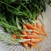 ミニミニ菜園……不出来な巻