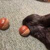 うさ神さまの飼い主は兼業百姓。。。の近況