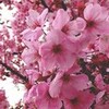 立川断層