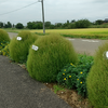 ひたち海浜公園のコキアに負けてない！