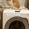 雨田甘夏、節水です。【猫とヒートとポンプ事情】