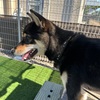 黒柴 🐶 つん
