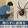 毒グモ確認、都営住宅でセアカゴケグモを駆除