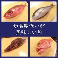 知名度低いが旨い魚 カイワリ アジ科 食べ方は刺身がおすすめ よちよちエクスプレス