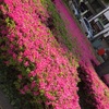 上野でパシャり！綺麗な花が