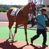 超期待した新馬戦は４着。でもよく頑張りました！