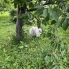 さくらんぼ終了〜🍒