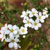 ユキヤナギの花