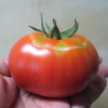 トマト🍅１個収穫す