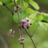 五葉アケビの花・三つ葉アケビの花