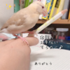 シナモン文鳥さん　お手伝い