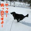 ついに雪の中を走り回れるまで頑張ったココ姉ちゃん！