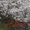 桜情報～おのころ神社