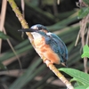 鳥撮散歩　雨宿りからの鳥撮