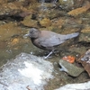 ２０２２年３月　神奈川県西部の渓流にて野鳥観察