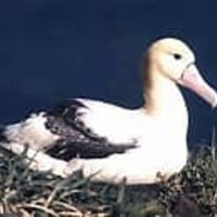 なんでアホウドリなのよ？