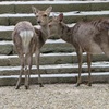 奈良公園の鹿２０２０年初夏