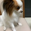 愛犬シェリーの膿皮症