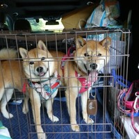 会津磐梯山は～🎵　供養の旅にわんこも行くのだ🌟　番外編　わんこ達の修学旅行！？オネエとシャチョーさんはおみくじ三昧！？