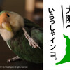 いらっしゃインコ