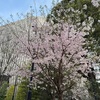 桜が気になって仕方ない今日この頃。