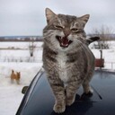 思うこと言わねば腹膨る