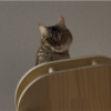キャットタワーで寛ぐあんころもち特集35