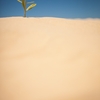 砂漠の植物が生き残る戦略