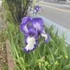 山田池公園、新緑、花ざかりラン
