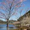 ただいま、桜の開花は、公園奥の方は満開、入口駐車場付近もほぼ満開です。