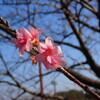 いまごろ河津桜