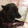 甲斐犬サン、今世紀最大級の勘違いに振り回される、の巻〜ﾓｩ何ﾃﾞｯ‼︎Σ(-᷅_-᷄๑)