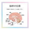 脳のお話　脳幹の働き