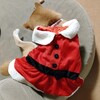 洋服は苦手・・・　～柴犬だもの～