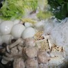 お片付けの虫