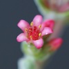 クラッスラ・姫神刀の花は濃いピンク色の小さな花が咲きます。