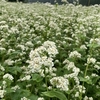 ソバの花が満開