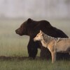 ヒグマとオオカミ。ときどき獣たち