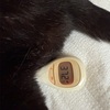 仮病を使って会社を休みたい猫飼いの方へ