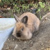 アパートうさぎ