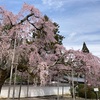 桜／京都・醍醐寺