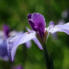 菖蒲と紫陽花鑑賞に．．．横須賀しょうぶ園へ