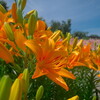 福井県坂井市春江ゆりの里公園の百合は見頃