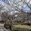八代城址のソメイヨシノ開花、今年は花見ができるのでしょうか。