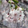 春の嵐の有休日。(月曜日、大雨一時曇り)