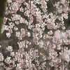 しだれ桜～京都御苑・近衛邸跡