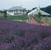 【写真修復・復元・複製・複写の専門店】岡山　まきばの館　ラベンダー